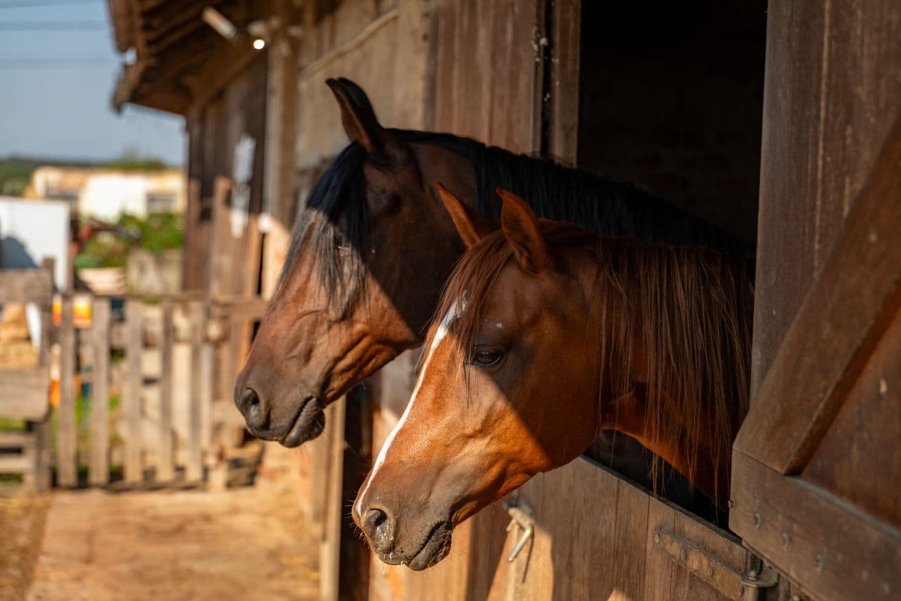 Horse Feed