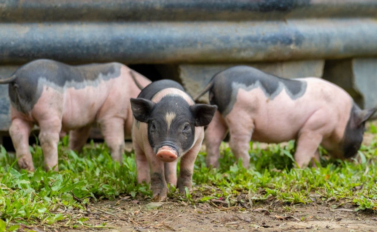 Pig Feed